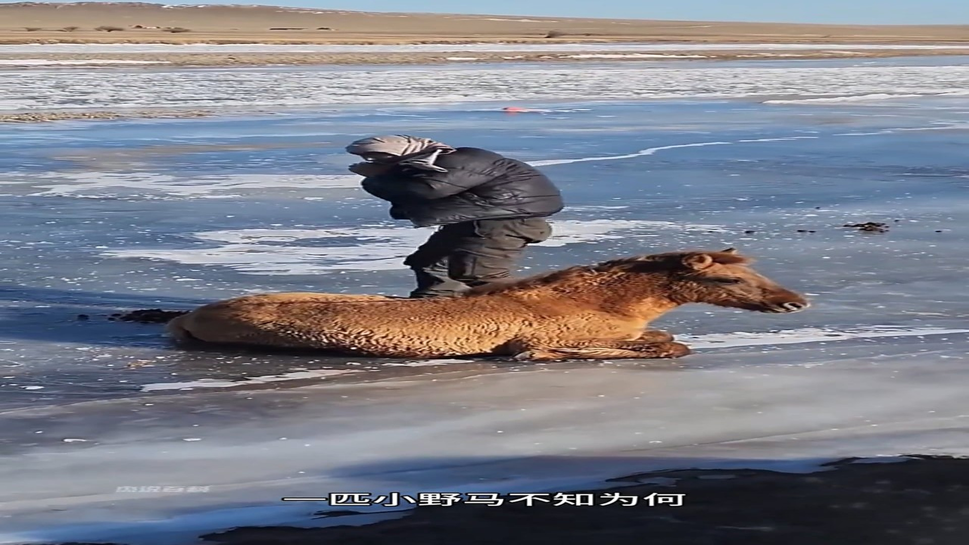 Full story: T2006034_Man rescues young wild horse trapped on ice