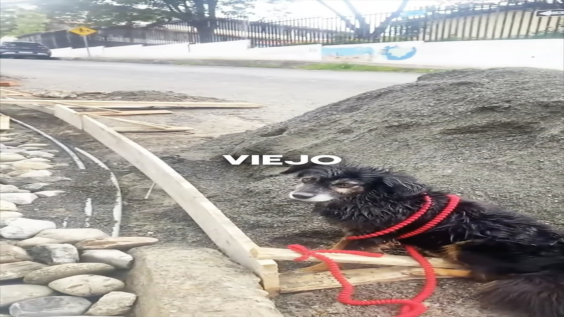 Full story: T2306004_SECOND PART OF THE DOG THAT WAS ABANDONED BY AN OLD MAN!!�