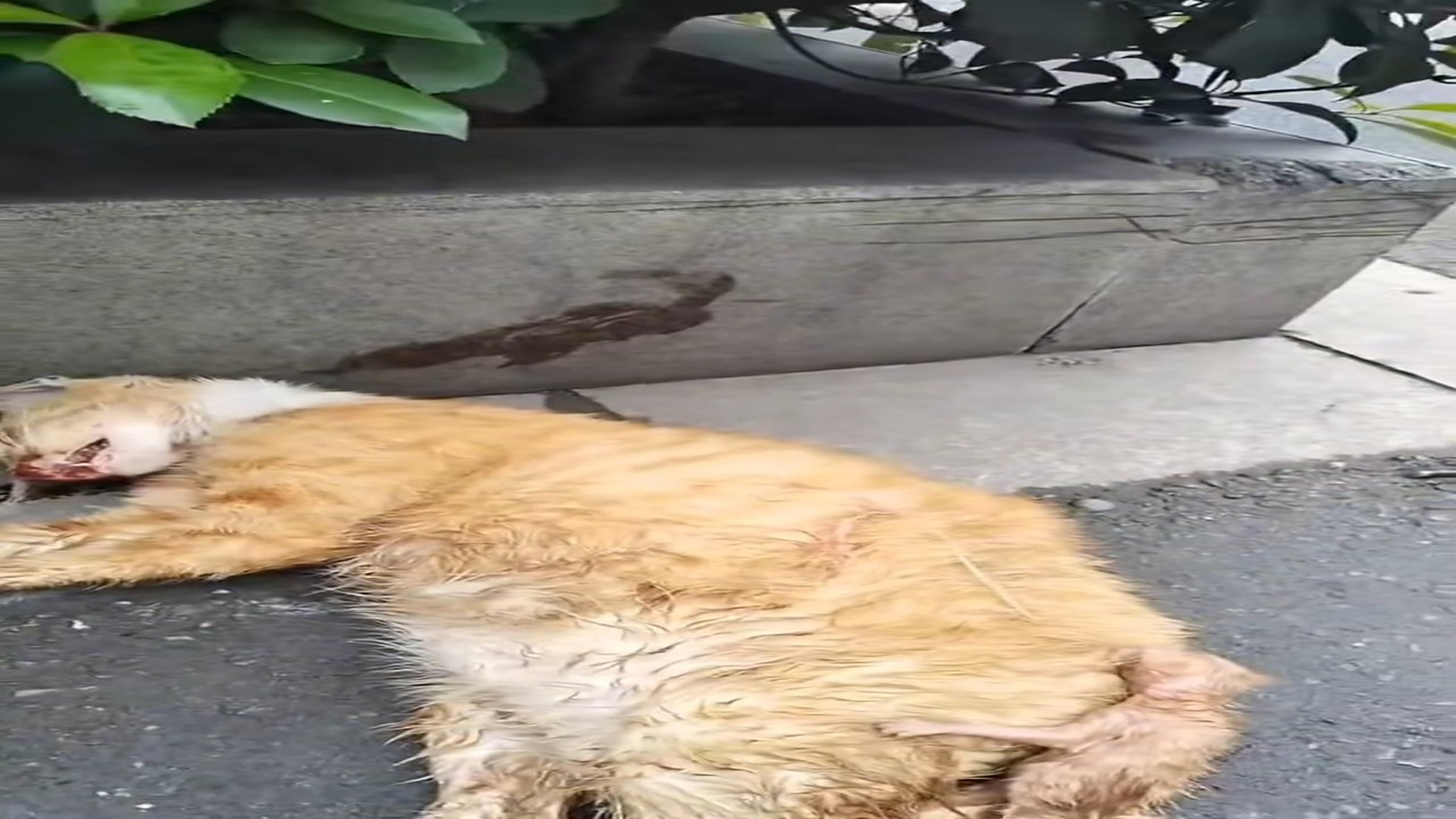 Full story: T2306015_cat was lying dead on side of road baby on of