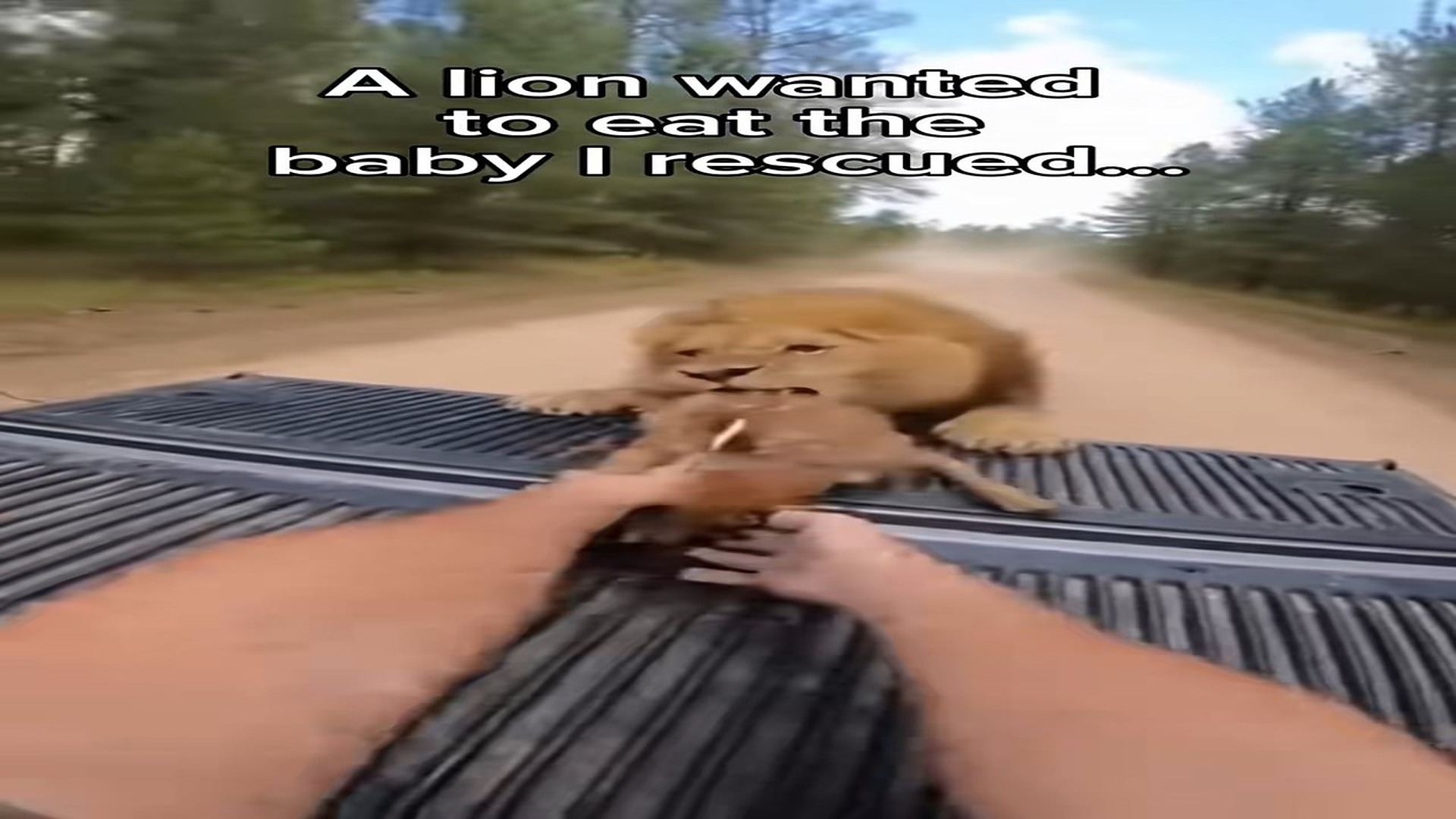 Full story: T2306018_It began panic speed. lion went after him, frighte