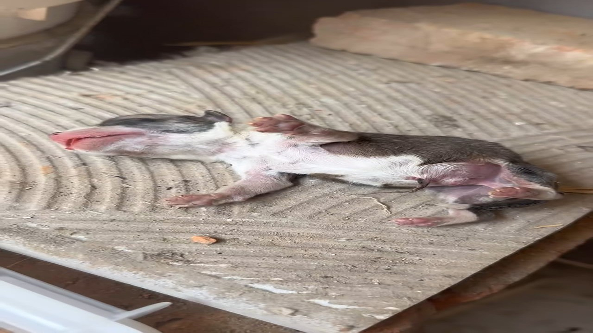 Full story: T2306028_Newborn Puppy Wasn Breathing We Helped It Survive