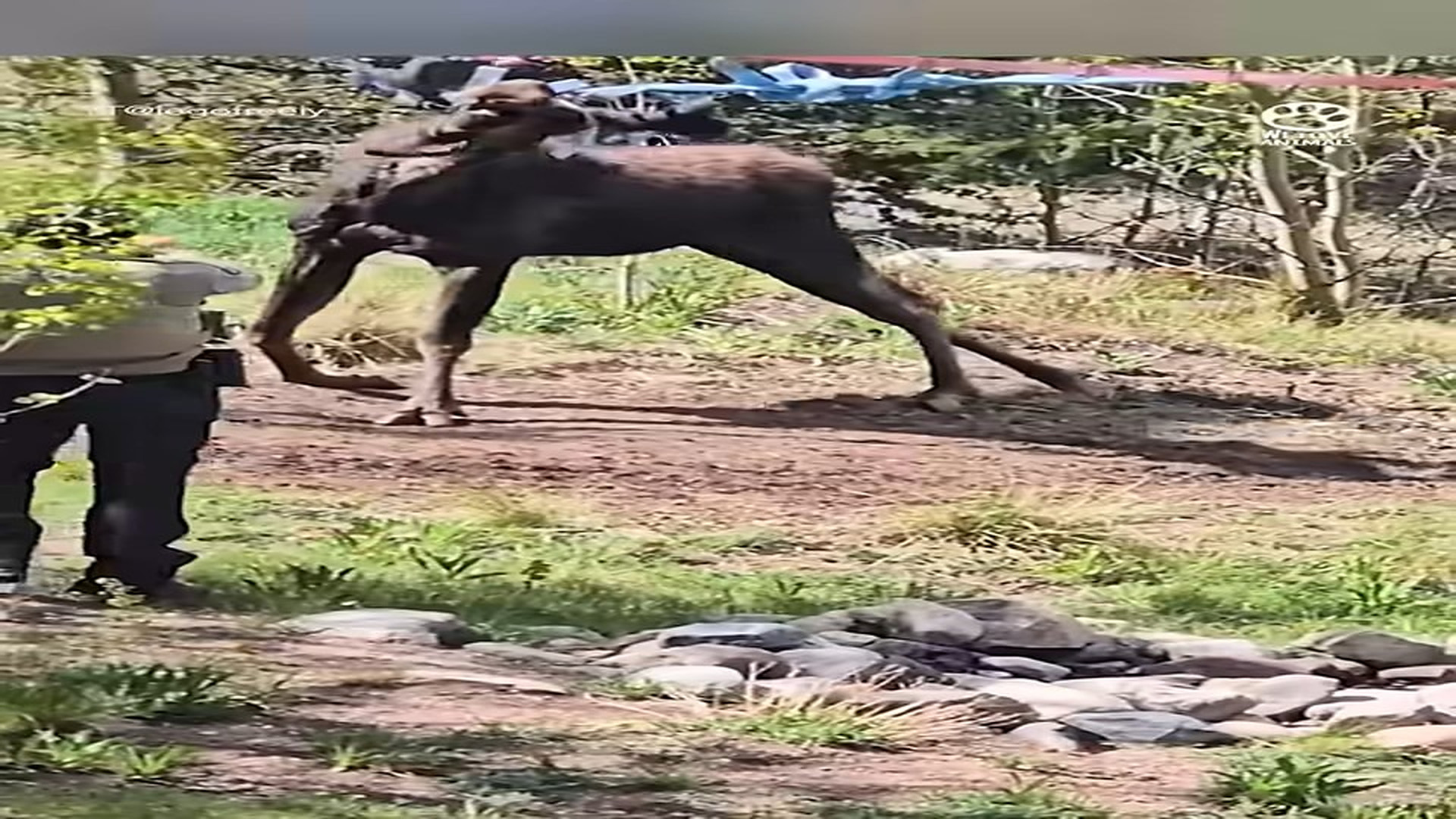Full story: T2306029_Officers Rescue Massive Moose Trapped in Net
