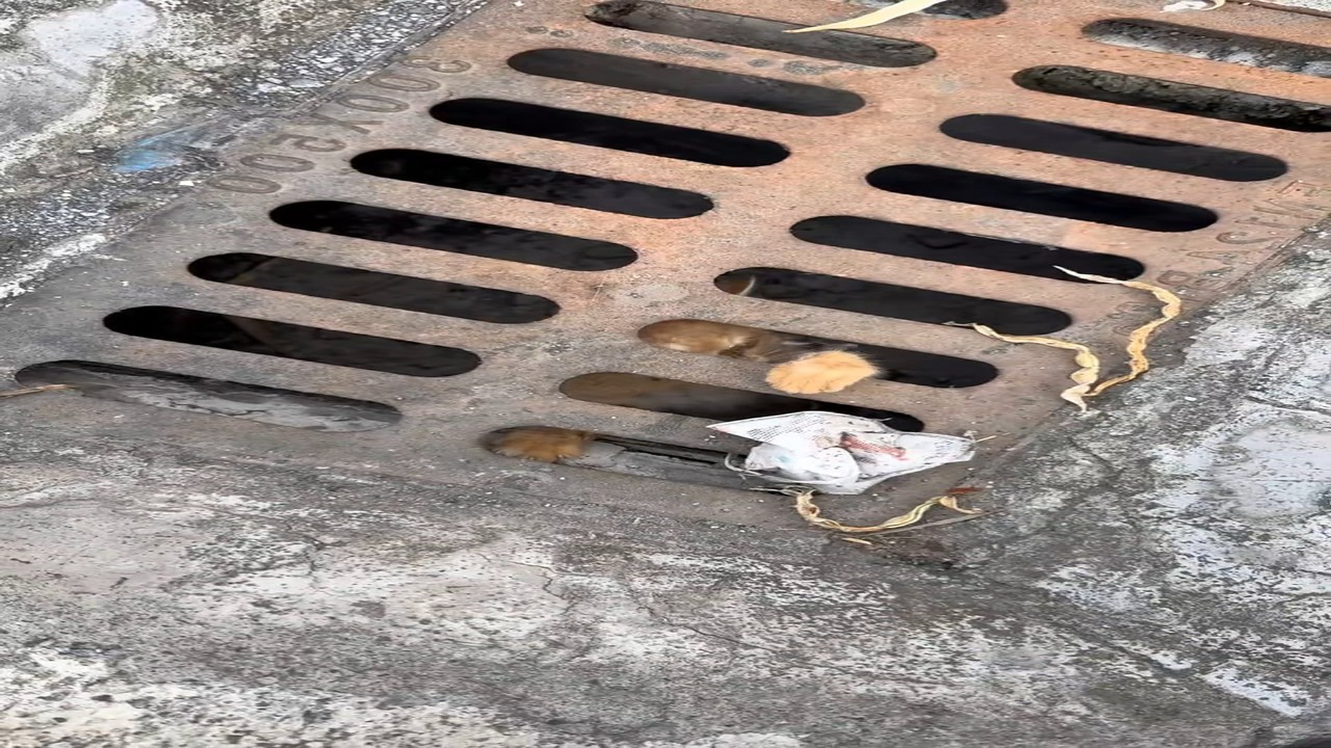 Full story: T2306033_Thank God saw him poor kitten was stuck in water drain res