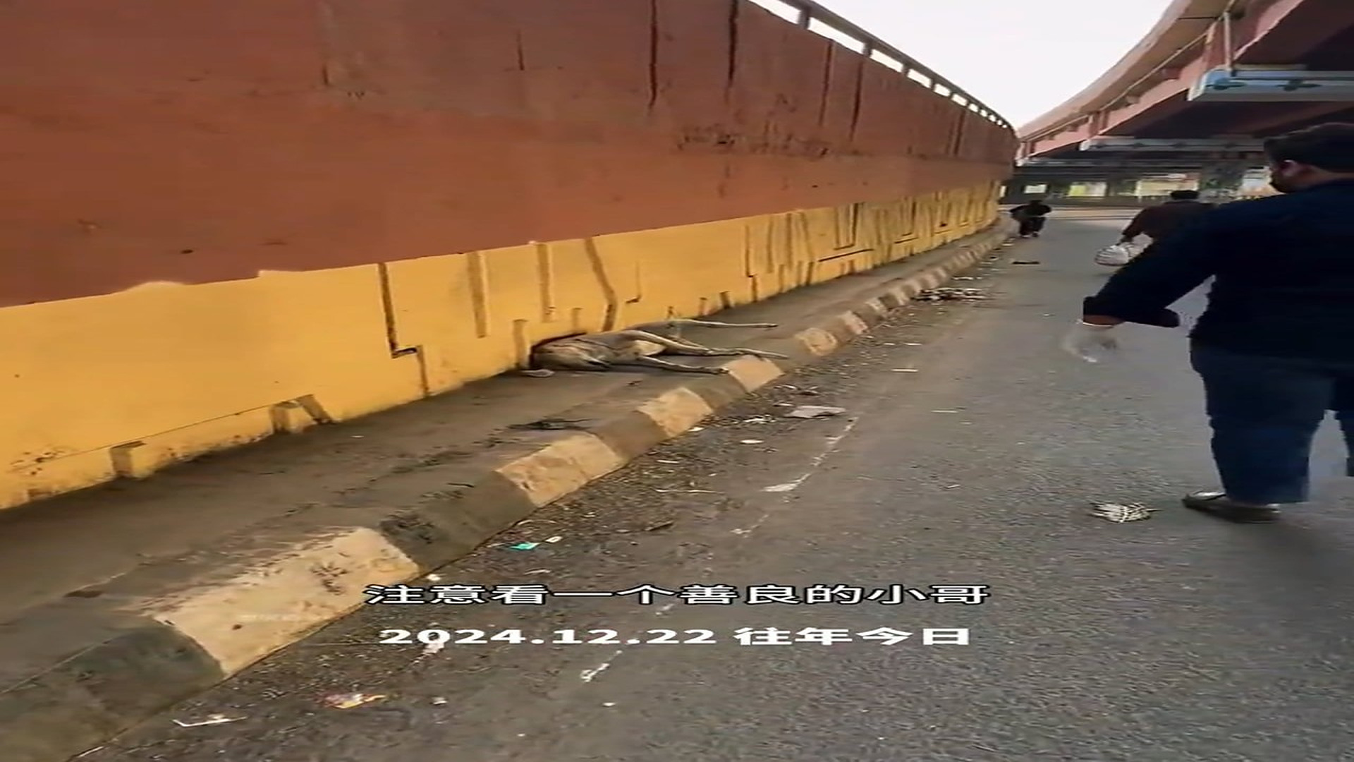 Full story: T2606033_Kind brother gives stray dog a decent burial