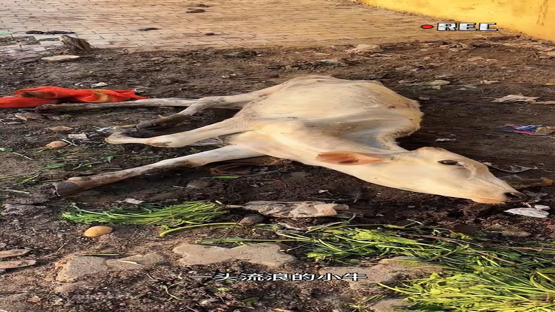 Full story: T2606034_Good Samaritans Help Injured Calf