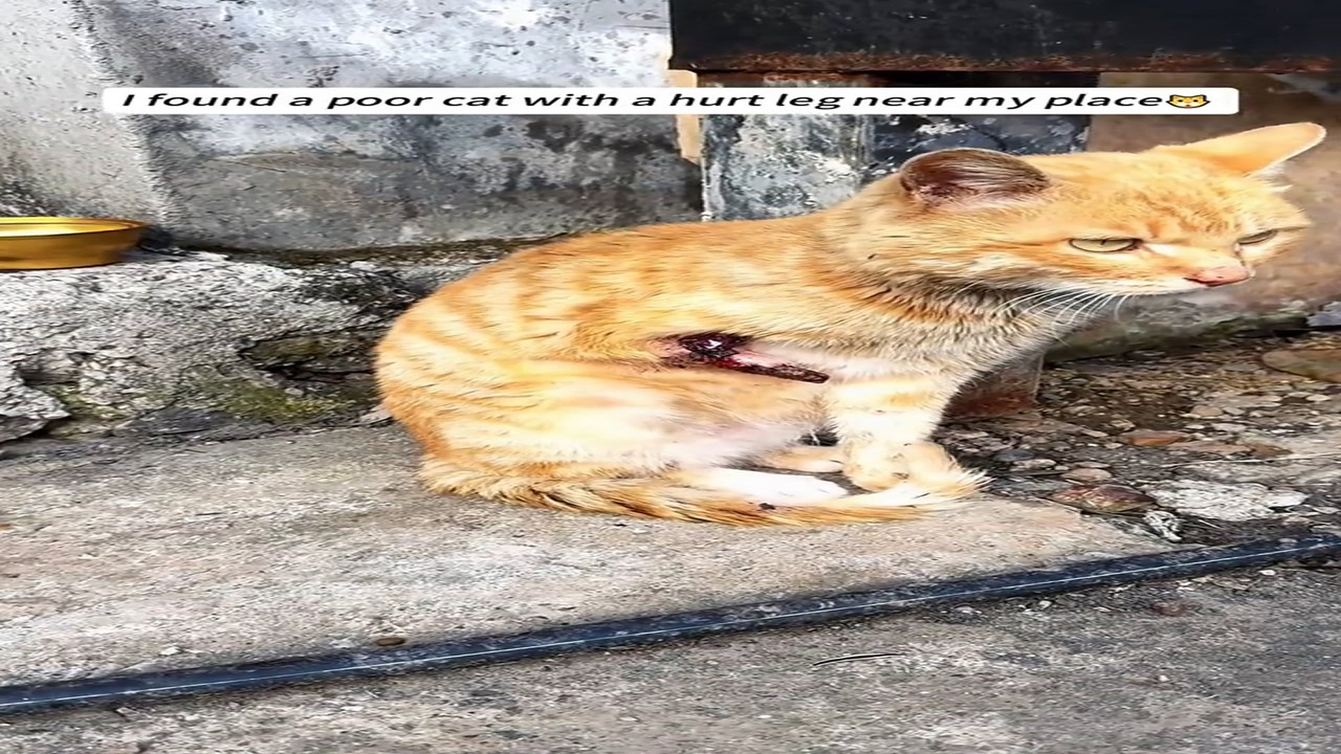 Full story: T2606035_I found a poor kitten with an injured leg near my residence and rescued it