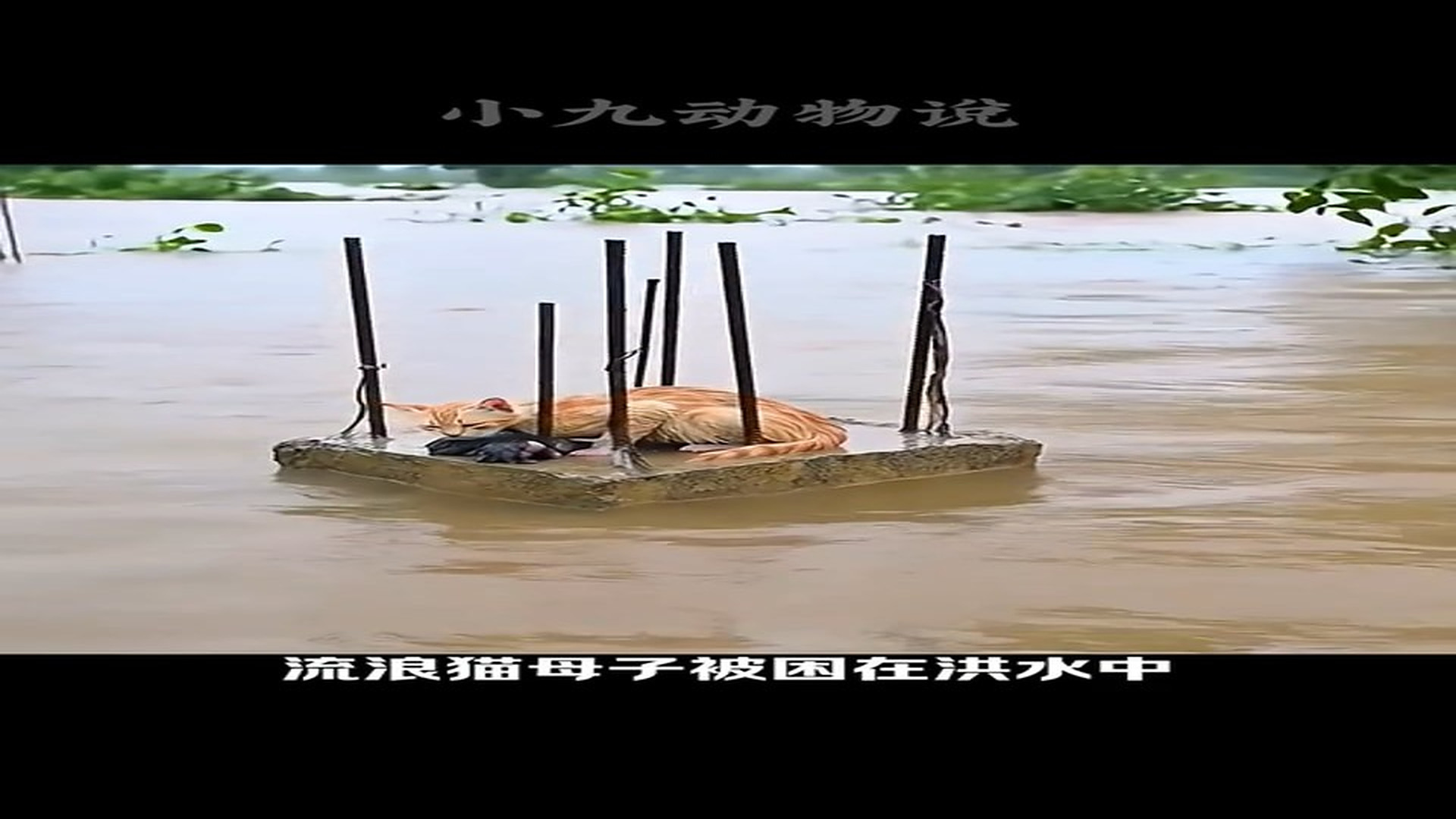 Full story: T2606038_Stray cat mother and son trapped in floods, luckily, a dog found them