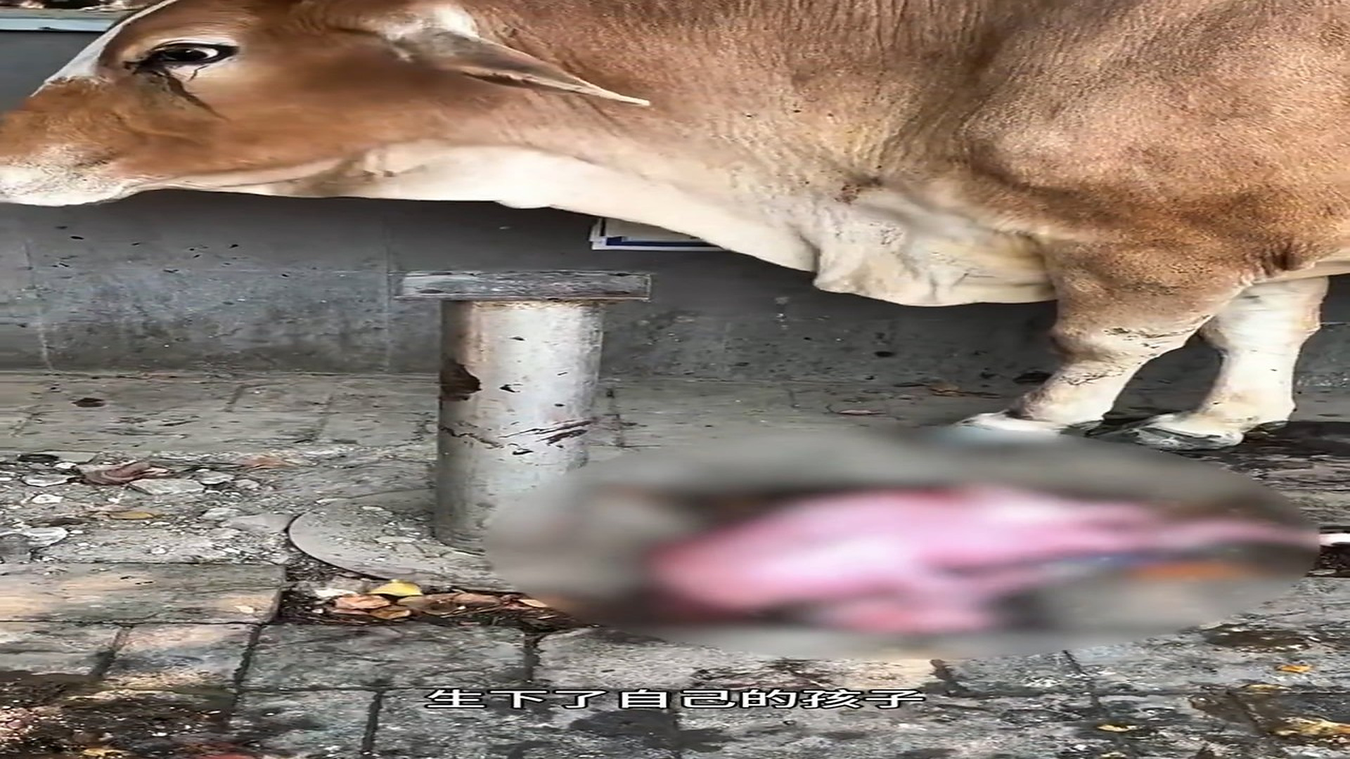 Full story: T2606040_Man treats calf that died unexpectedly