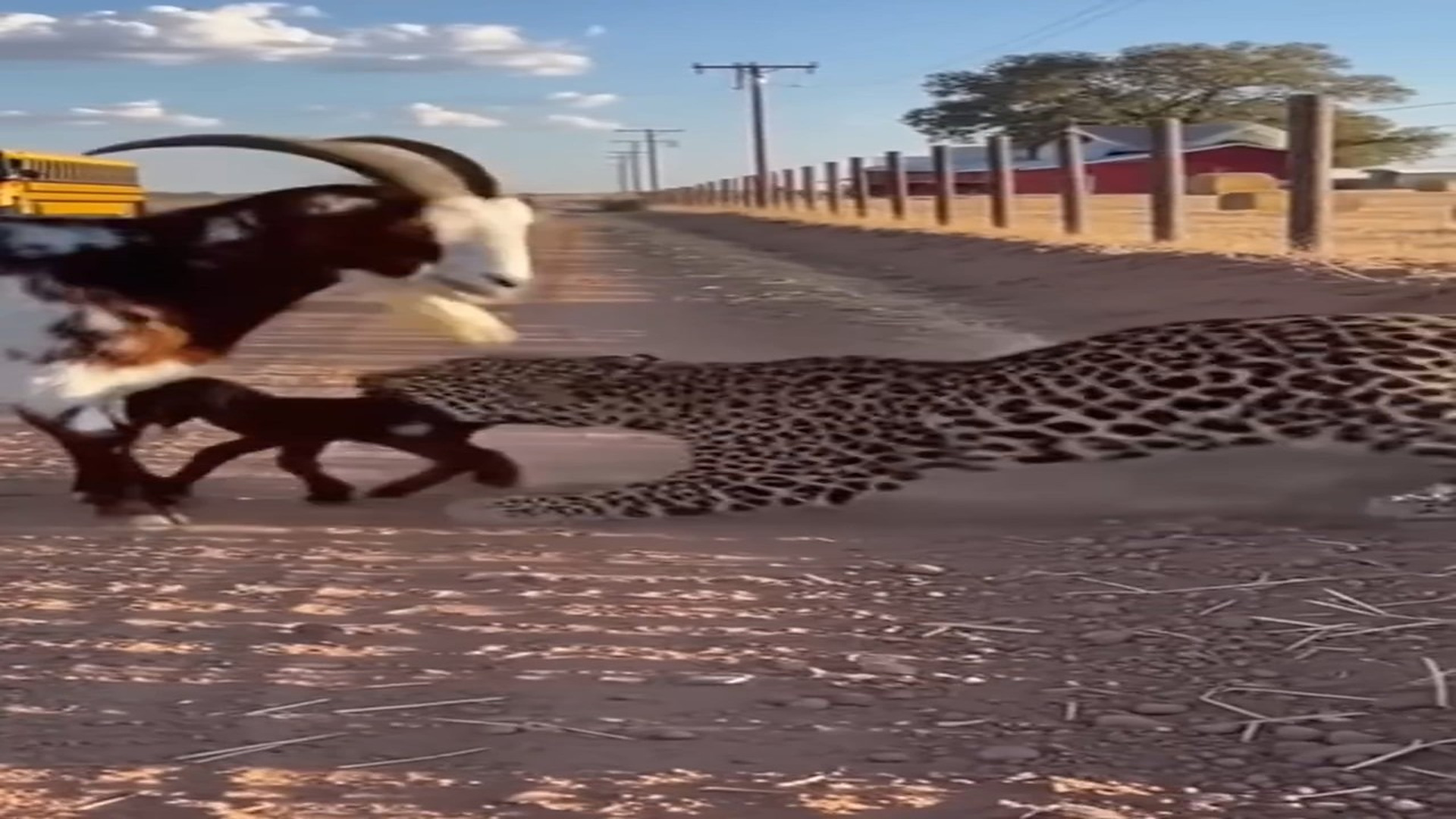 T2906001_“A goat and her little kid were quietly grazing near the roadside �� when a leopard appeared from the bushes �. As i