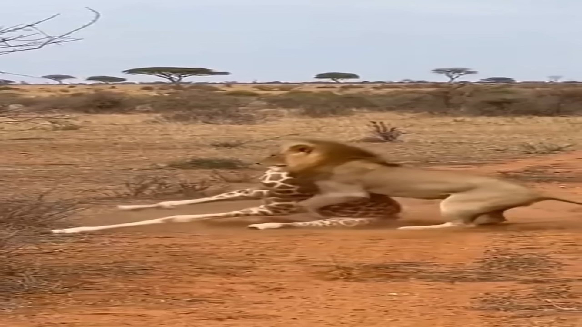 T2906004_“Elephant to the Rescue How a Mighty Elephant Saved the Giraffe from the Lion’s Attack! ��”