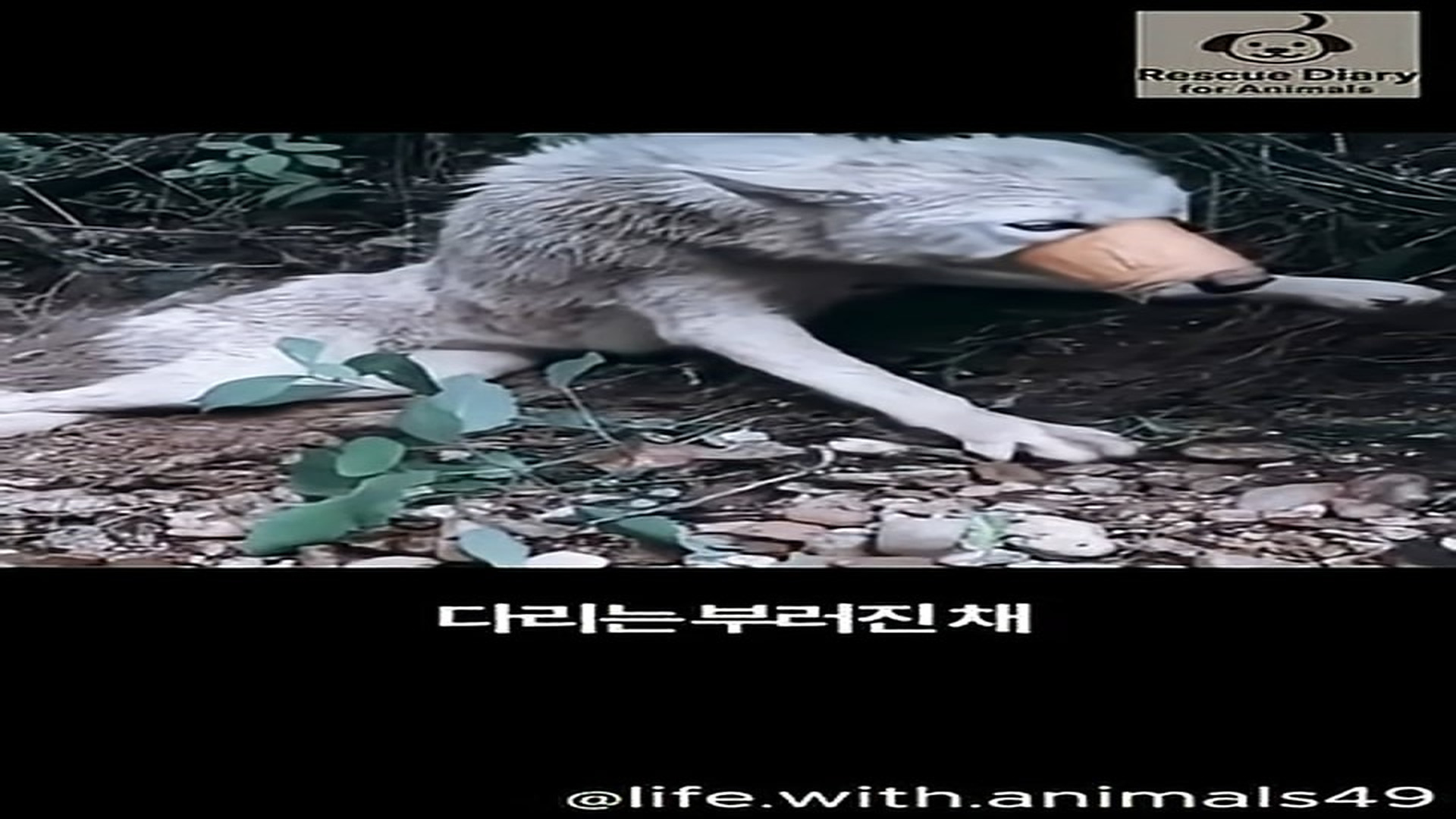 T2906009_Animal rescue diary of a dog that miraculously survived 6 bullets