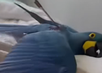 Full story: T2306016 completely blue macaw suddenly crashed through my window