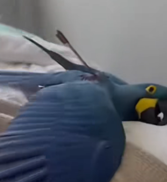 Full story: T2306016 completely blue macaw suddenly crashed through my window