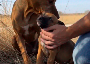 Full story: 🐾 A Father’s Love That Stopped Traffic ❤️😭