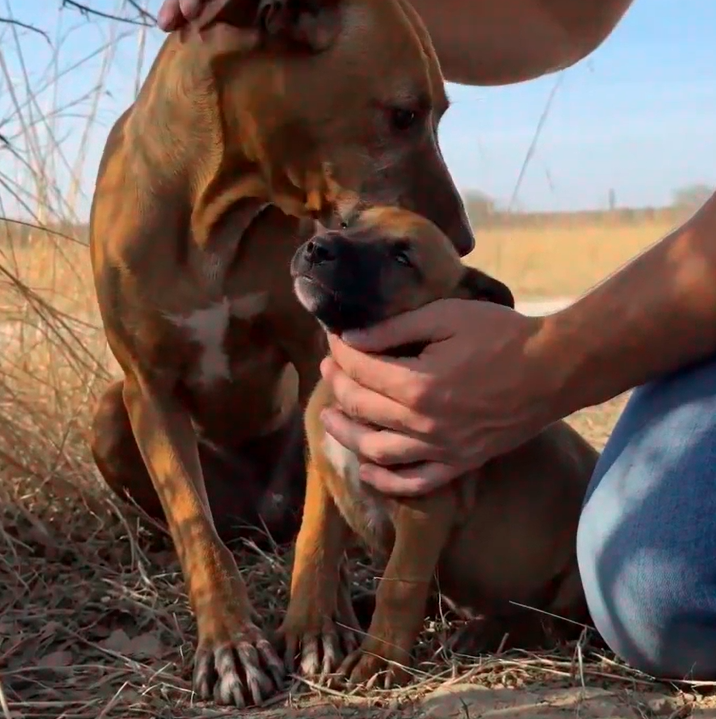 Full story: 🐾 A Father’s Love That Stopped Traffic ❤️😭