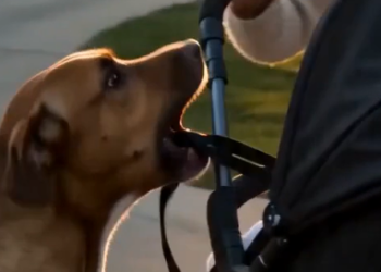 They Thought the Dog Was Hurting the Baby — But Seconds Later, the Truth Broke Everyone’s Heart