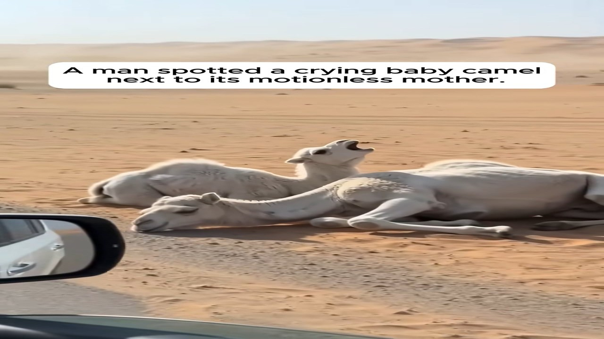 Full story: T0107014_He Found Crying White Camel By Its Mother