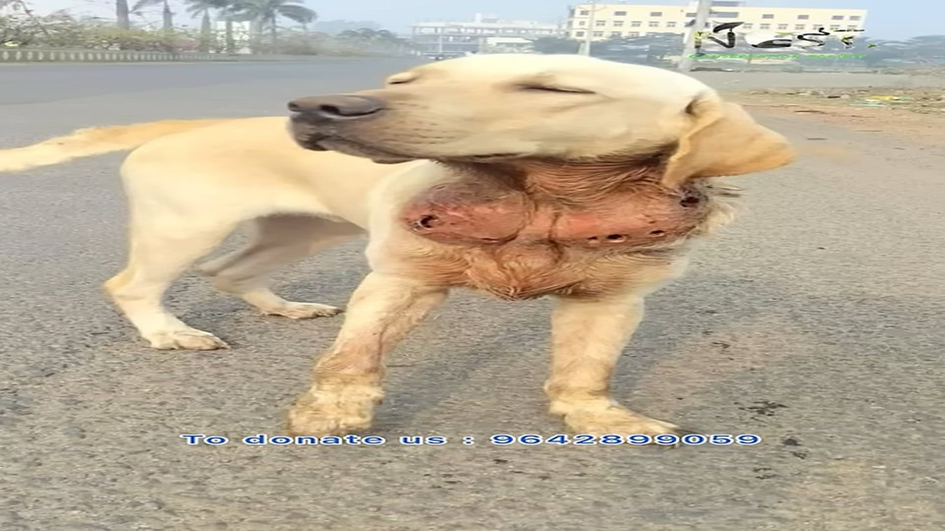 Full story: T0107004_Abandoned Labrador Rescued Given Second Chance