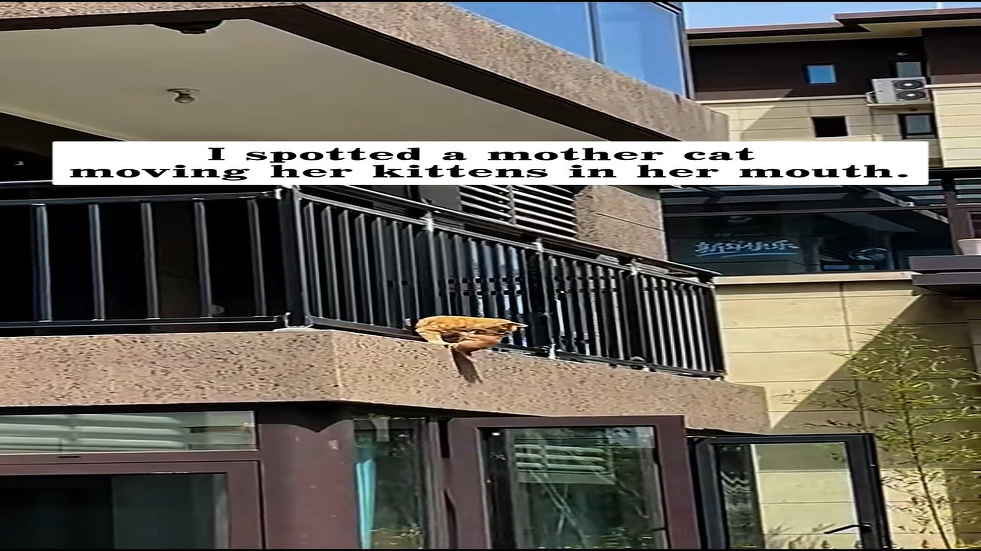 Full story: T0107005_adopted kitten stray mother cat, then