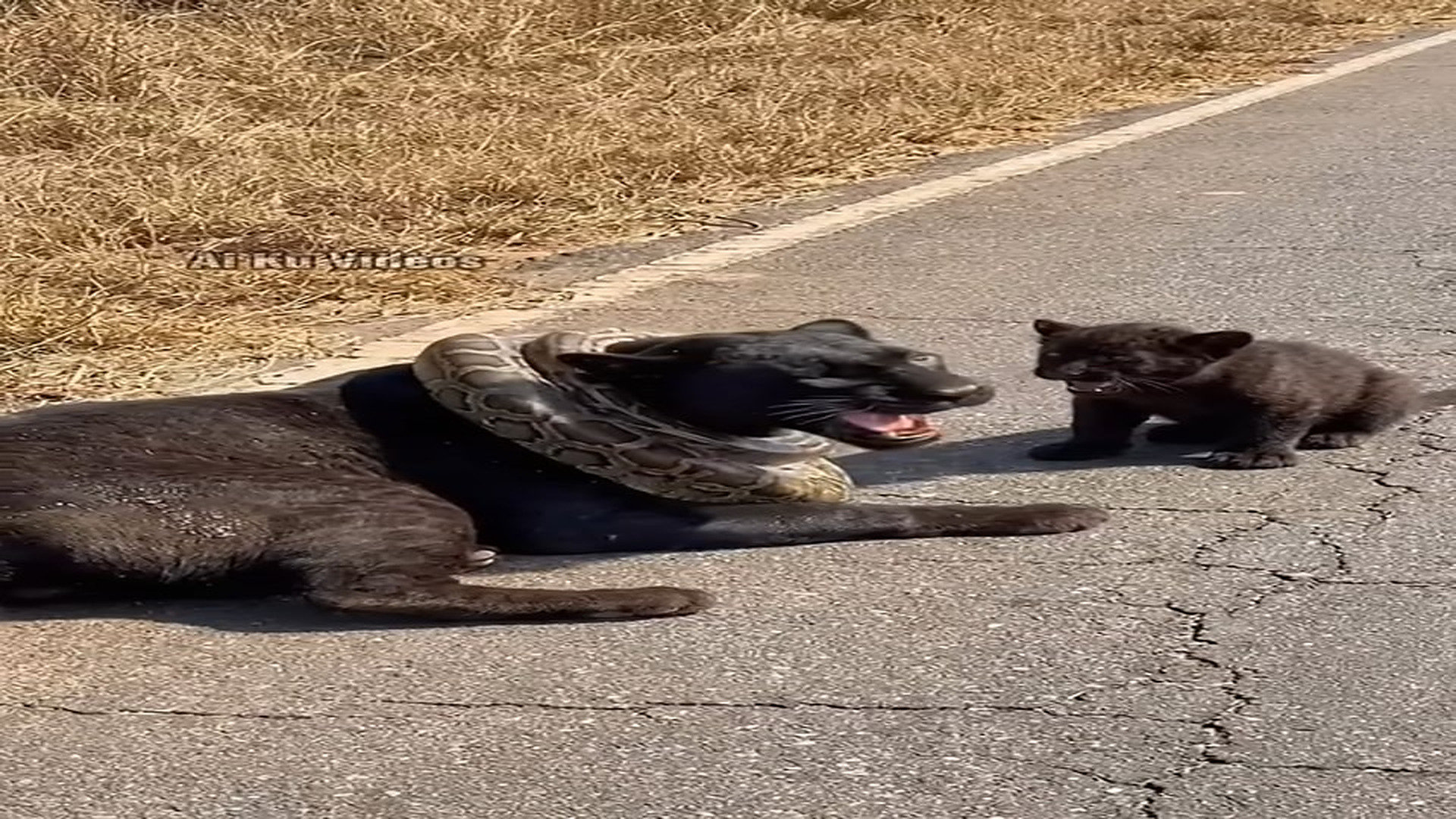 Full story: T0107006_An old man saved panther was wrapped in python