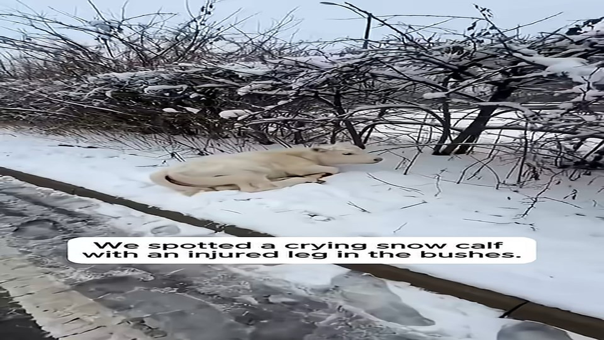 Full story: T0107008_Couple Saved Helpless Baby Calf An Injured Leg3588
