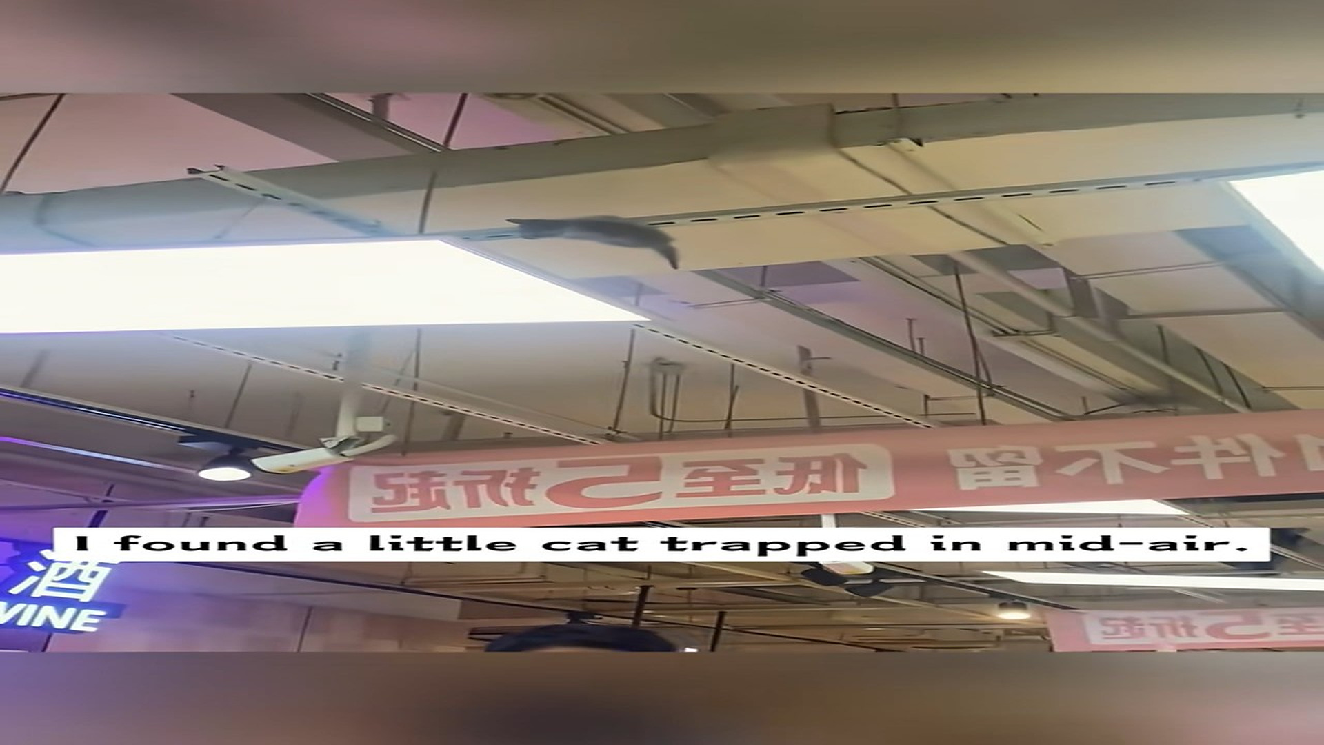 Full story: T0107012_found little cat trapped in mid air. Its life was in danger at an