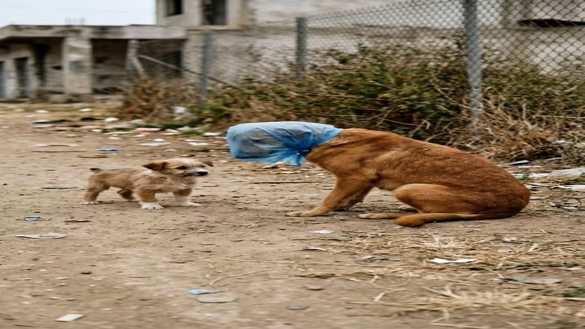 Full story: T0107013_gentle rescue turns fear into trust in just few moments