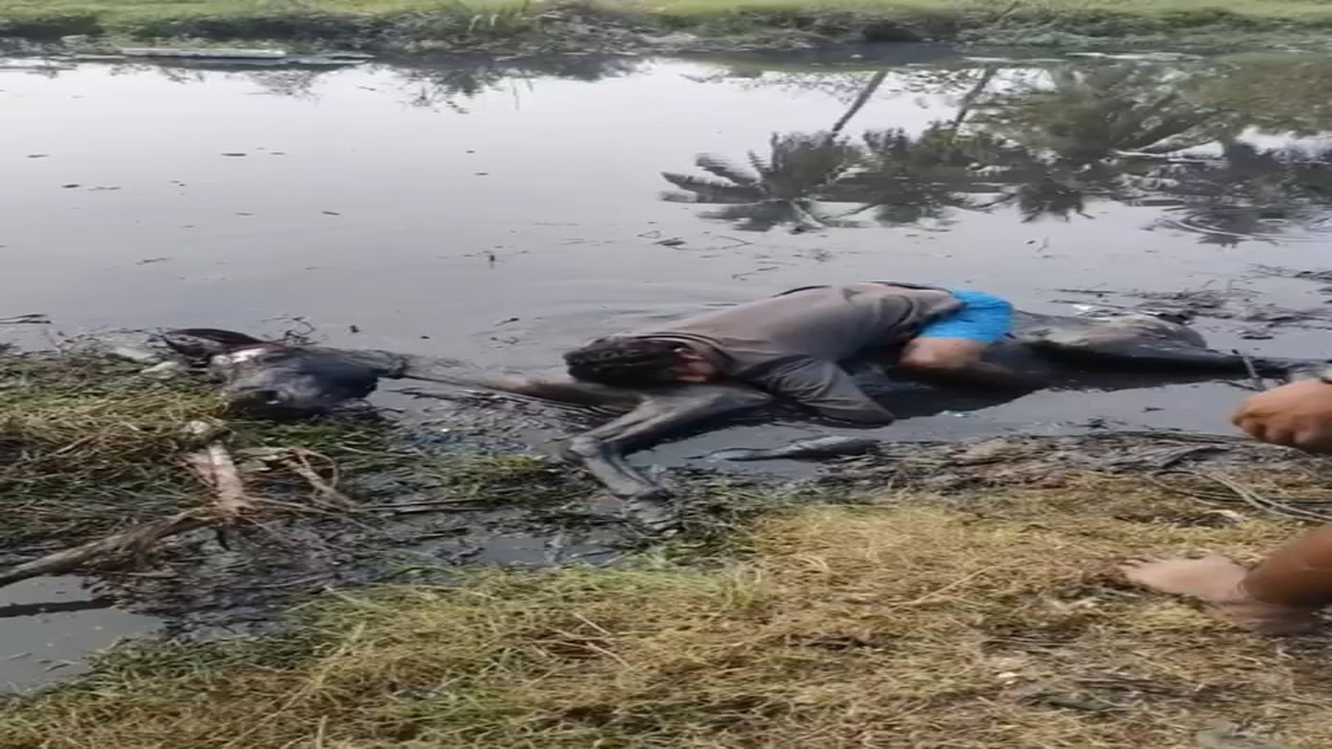 Full story: T0107017_Horse fell in Nala