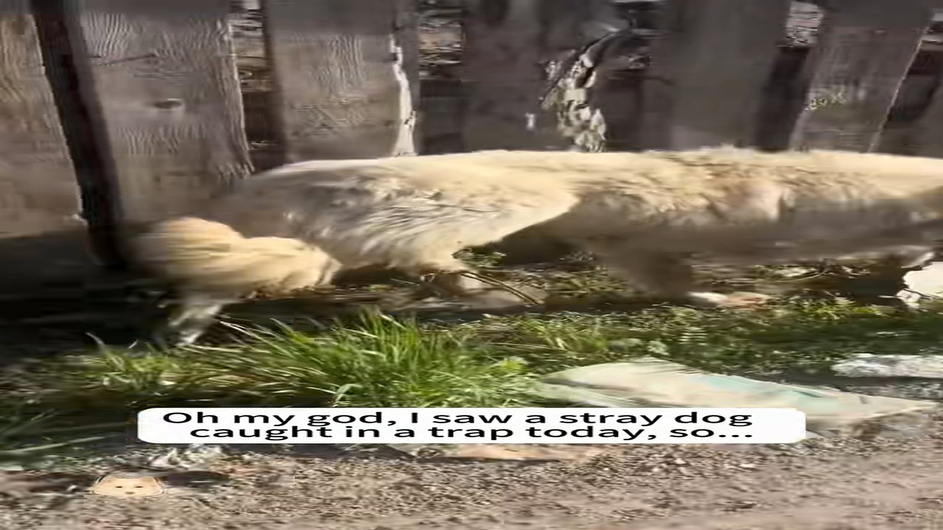 Full story: T0107019_Oh my god, saw stray dog caught in trap today, so