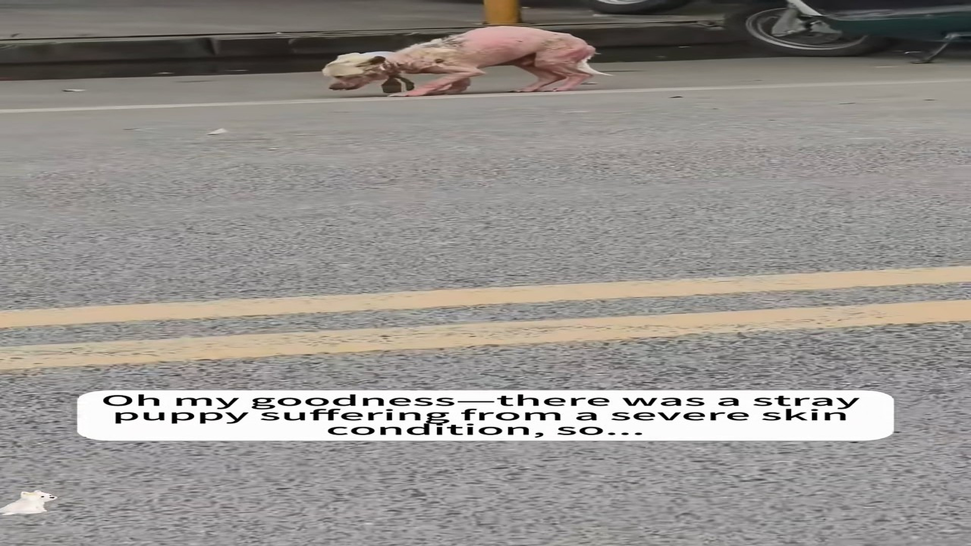 Full story: T0107020_Oh my goodness there was stray puppy suffering severe skin c