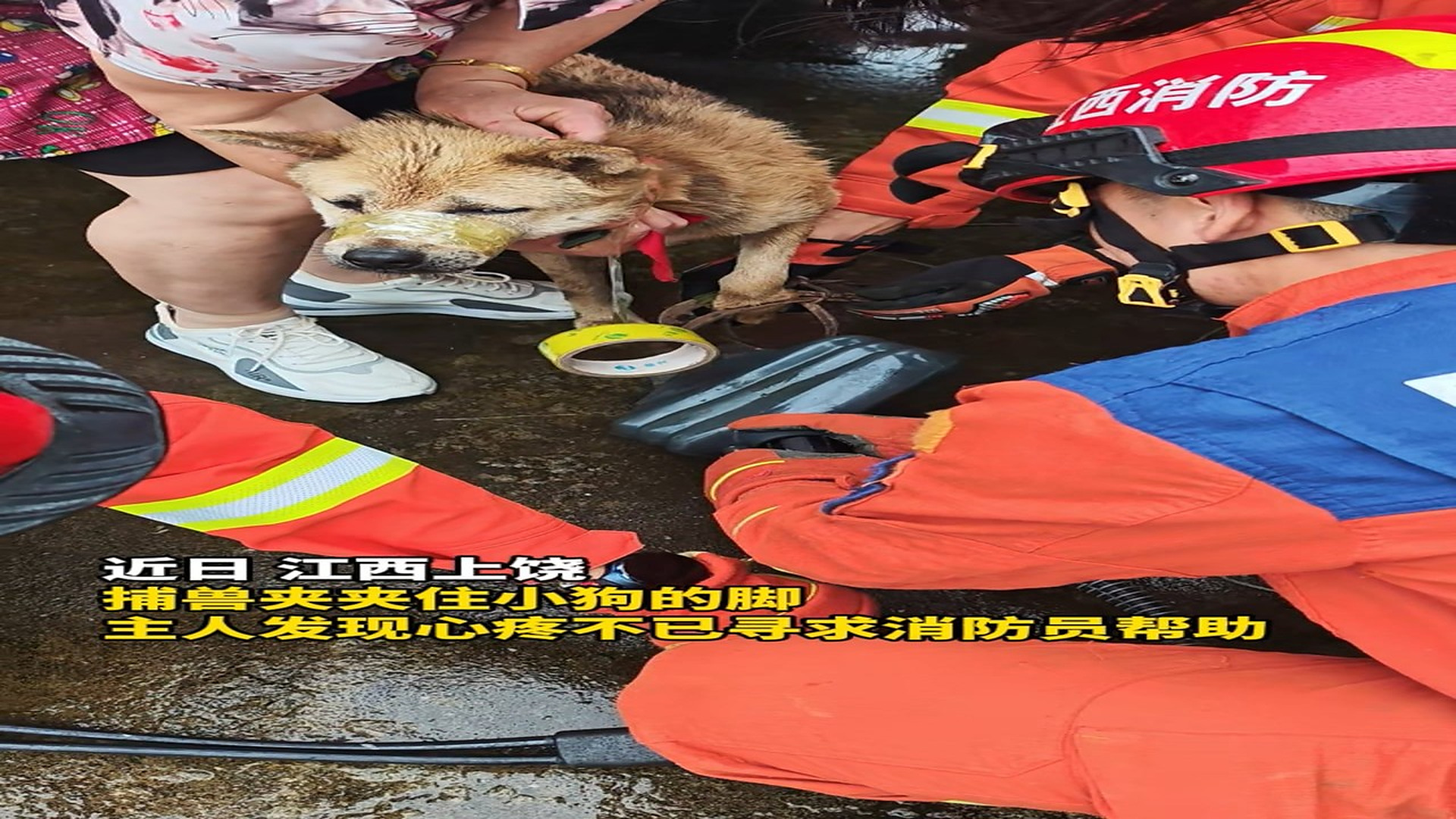 Full story: T0107026_Rescued Animal Takes Its First Step Toward Safety