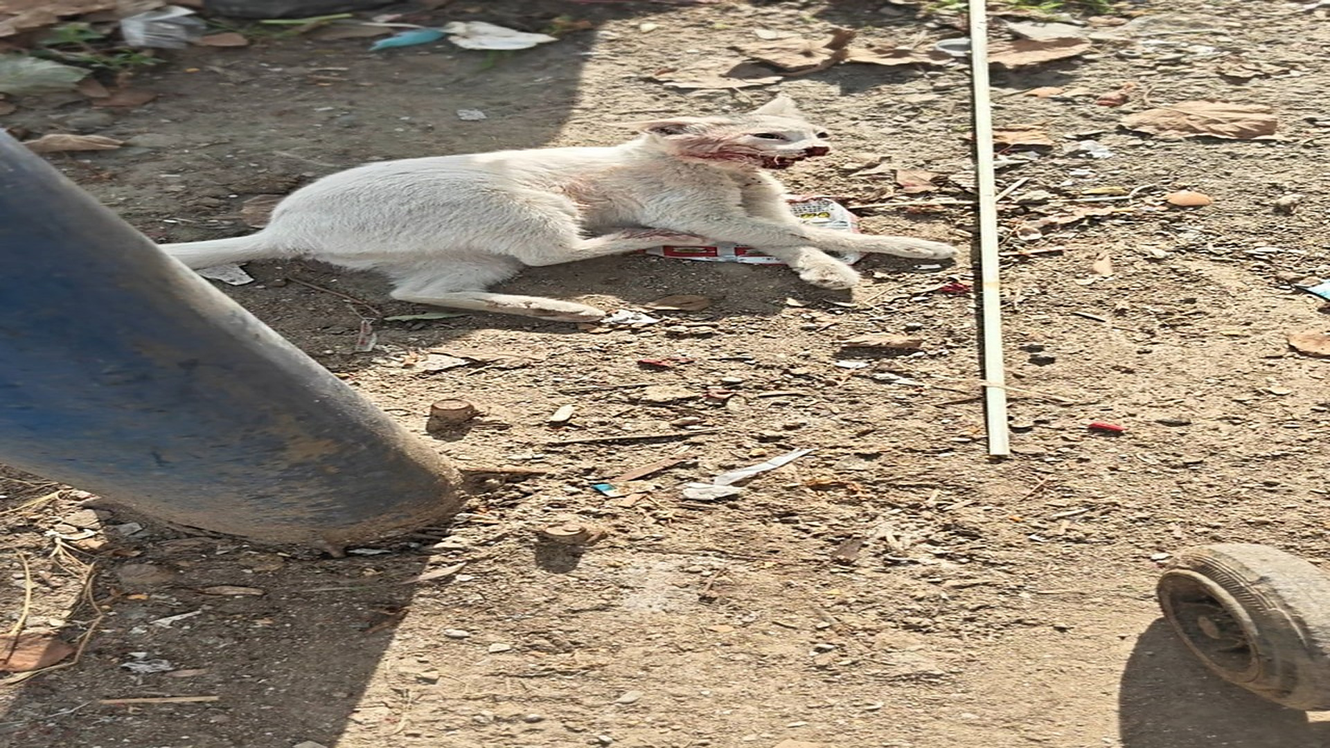 Full story: T0107032_Poor Animal Cries Until Help Finally Arrives