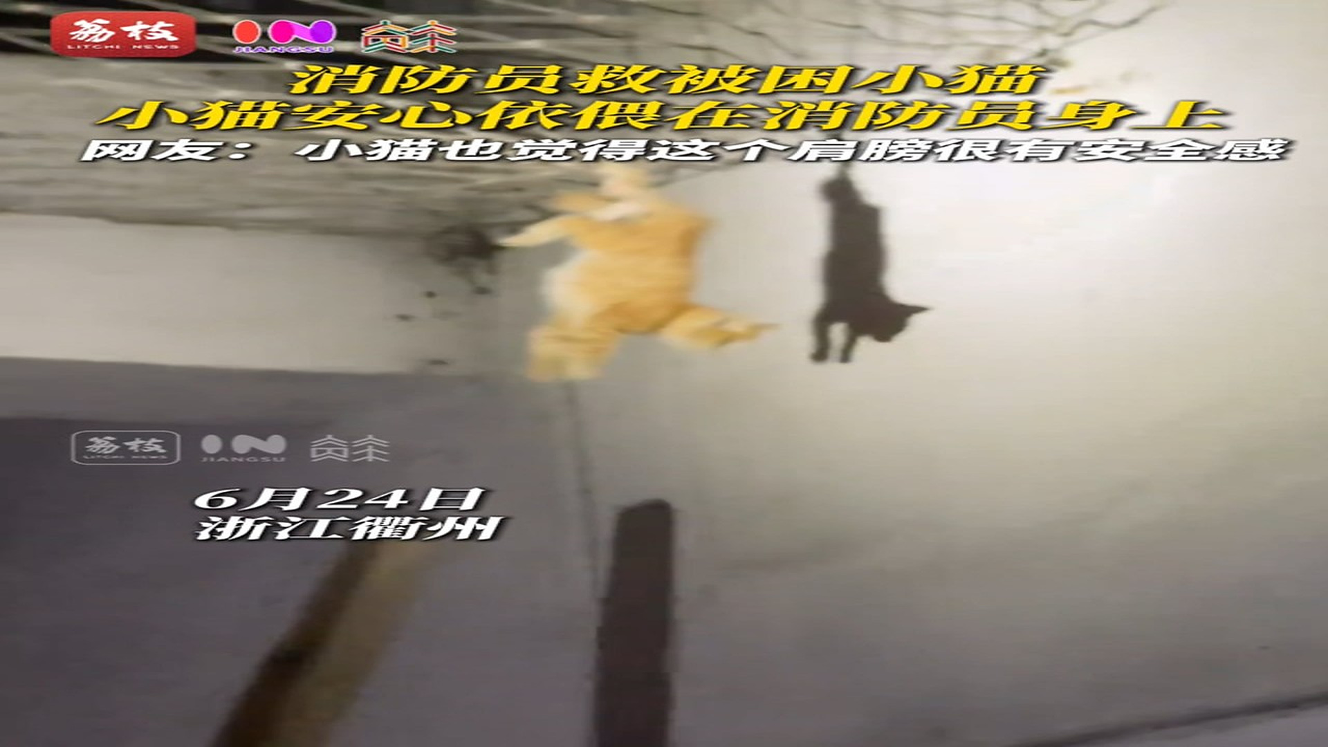 Full story: T0107034_A Scared Animal Finally Learns To Trust Again