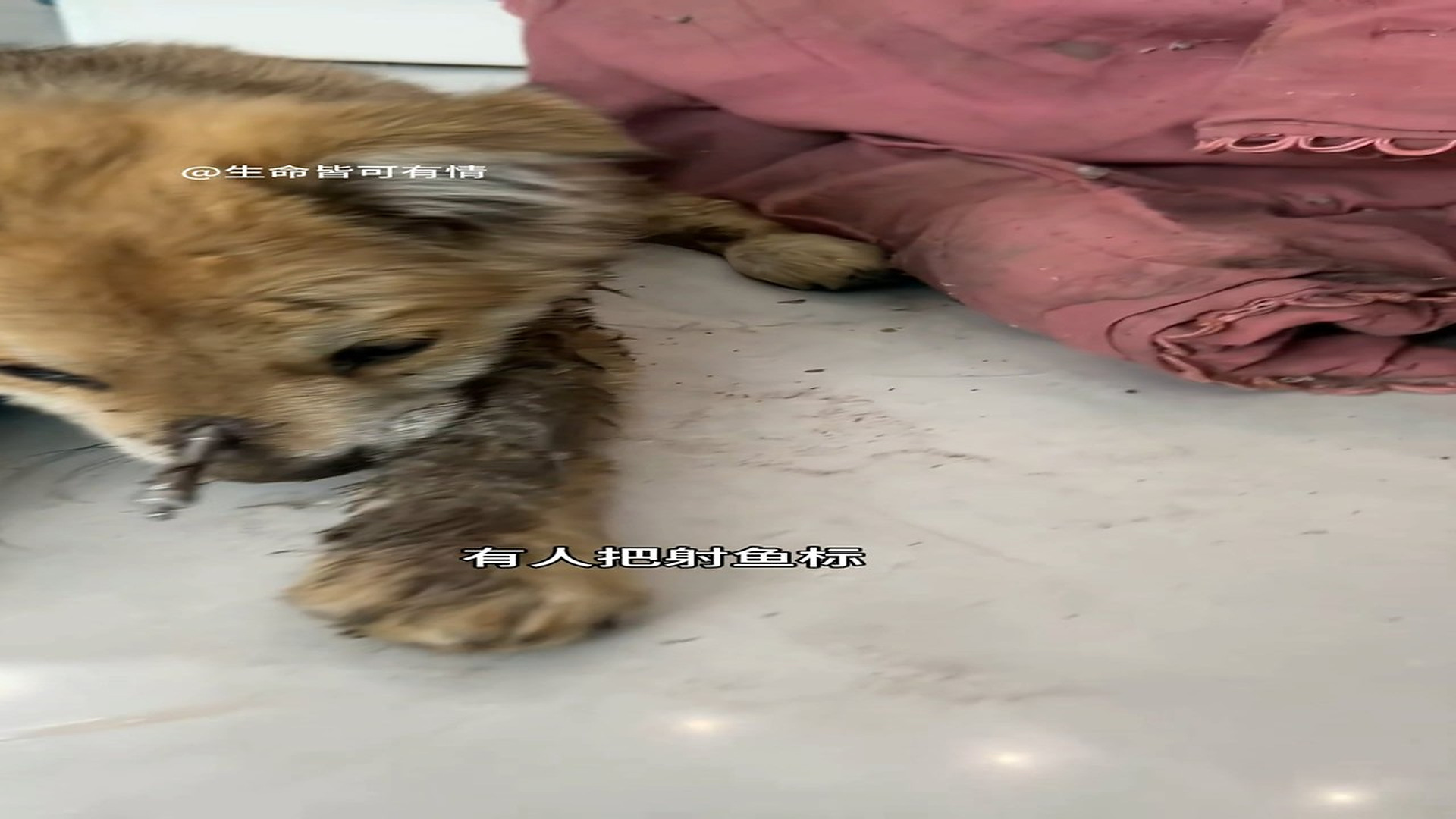 Full story: T0107035_Rescued Animal Takes Its First Step Toward Safety