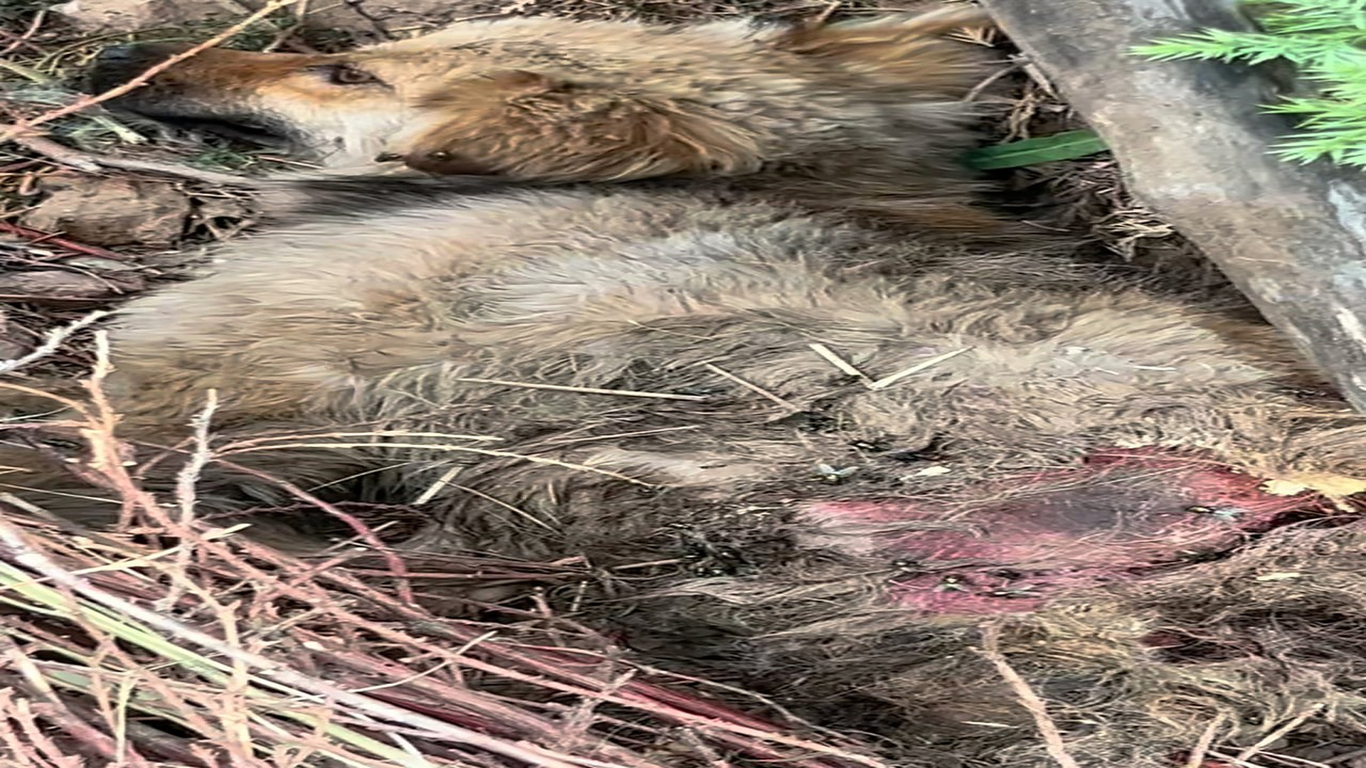 Full story: T0107036_Animal Rescue Story That Will Melt Your Heart