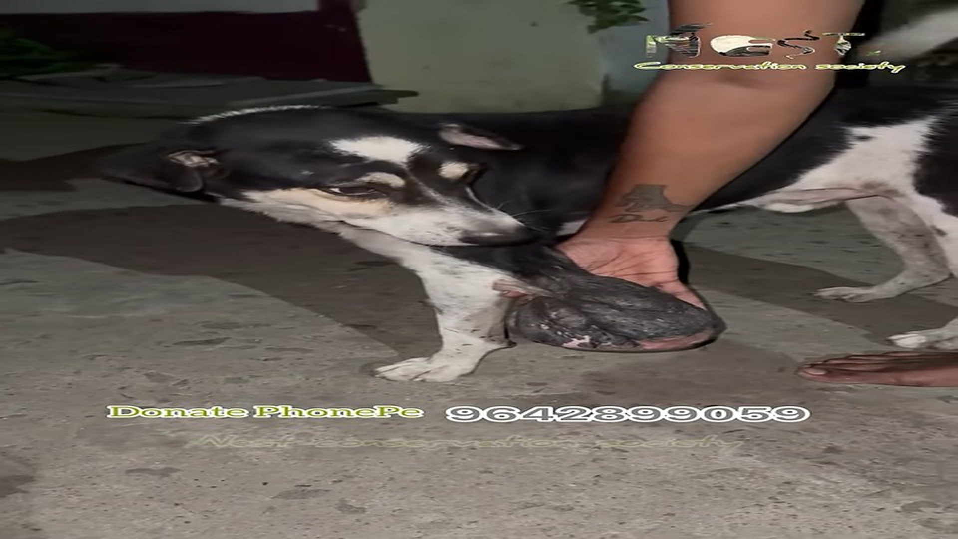 Full story: T0107037_UPDATE dog large tumor on his leg surgery is done he finally walking again!