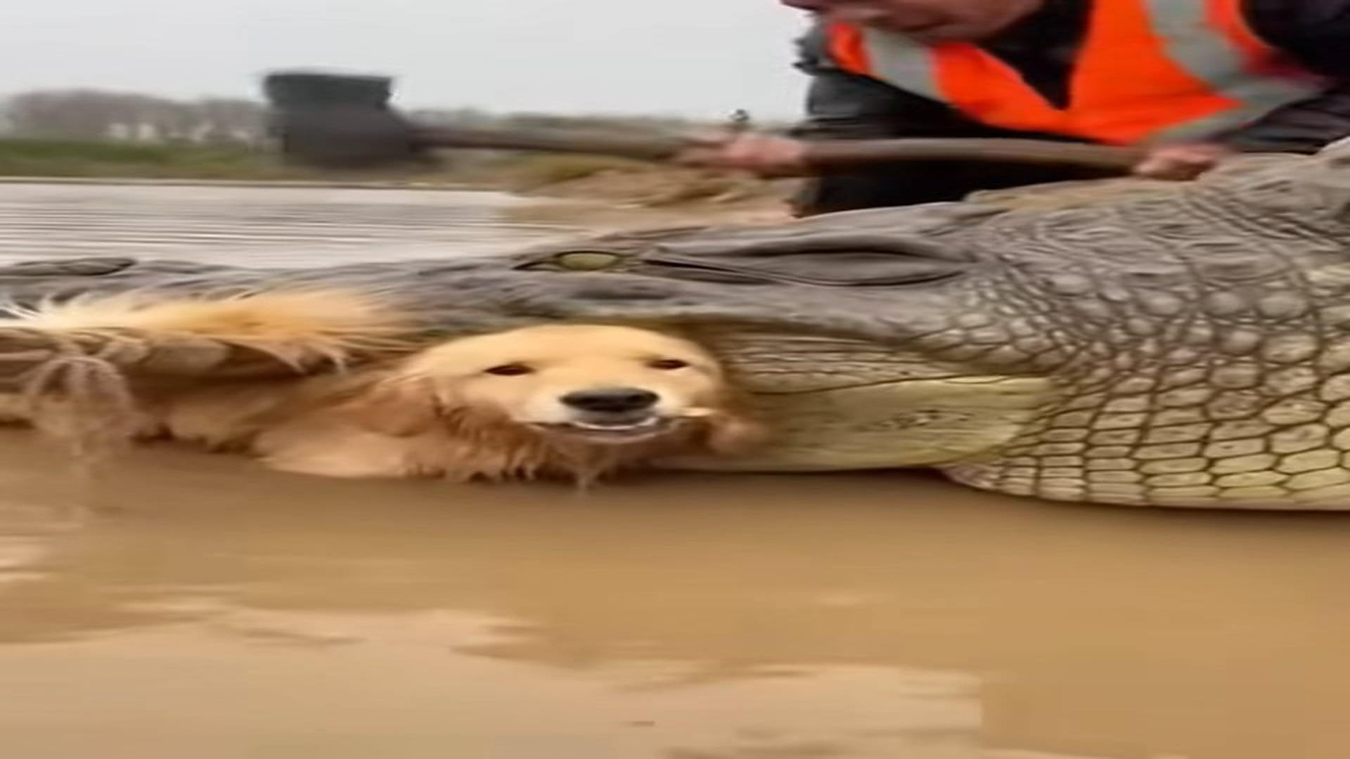 Full story: T0307007_Pure bravery true hero steps in to save helpless golden retriev