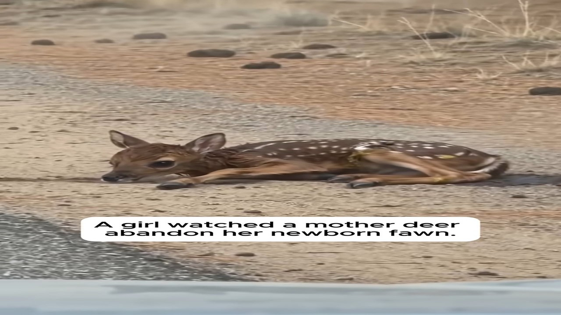 Full story: T0307017_She Saw Mother Deer Abandon Her Newborn Baby