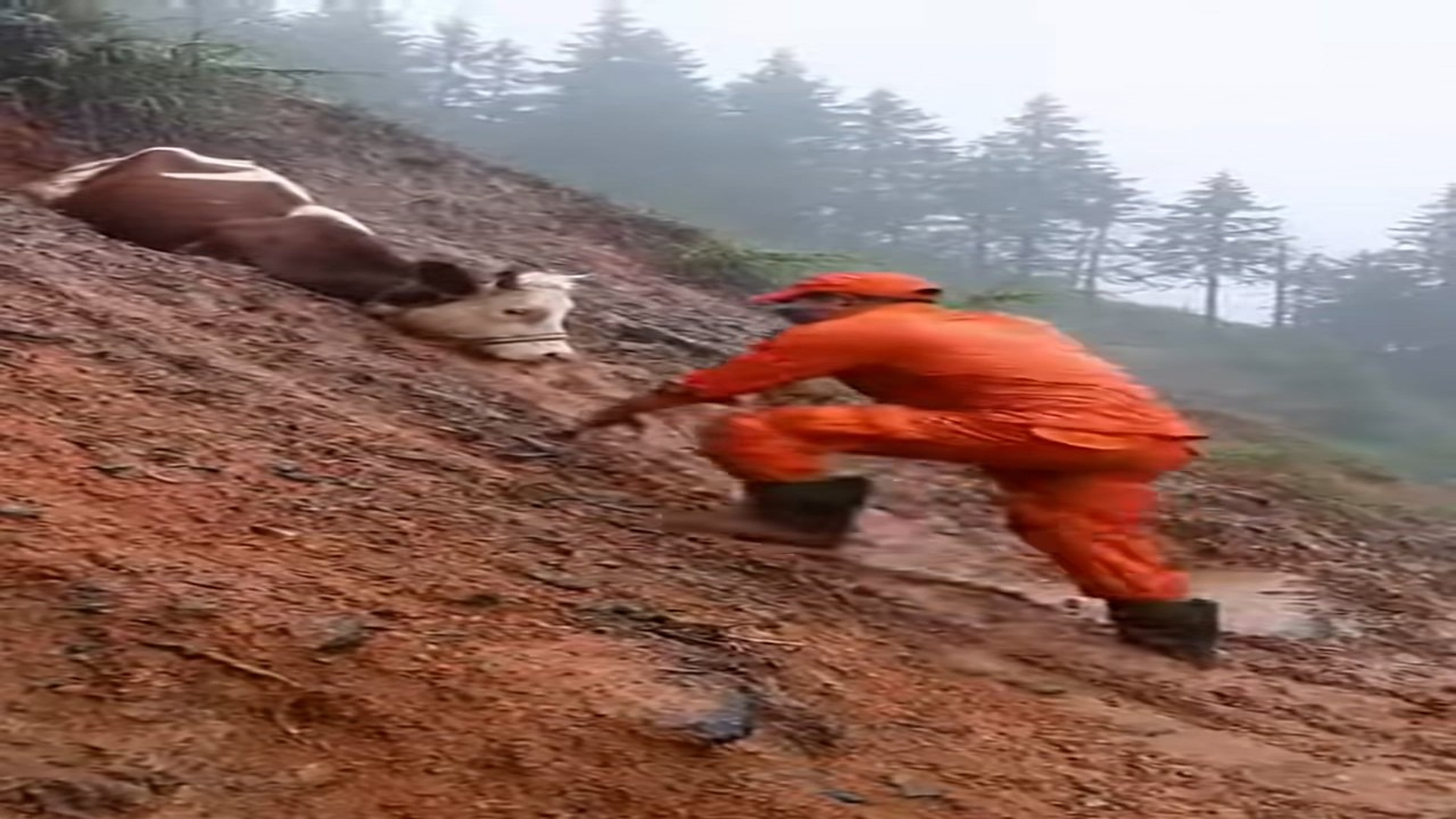 Full story: T0307018_She was stuck in mud, but he didn give up! bhutanes