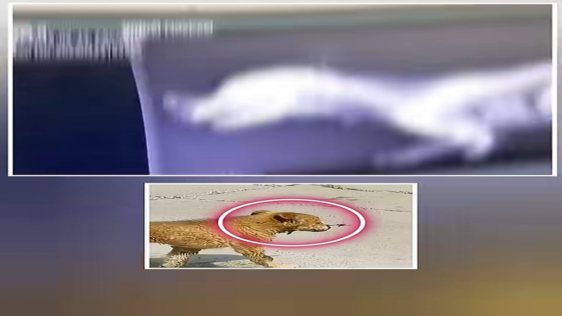 Full story: T0307019_Someone Did Unthinkable to Innocent Dog Please Be Kind to Dogs