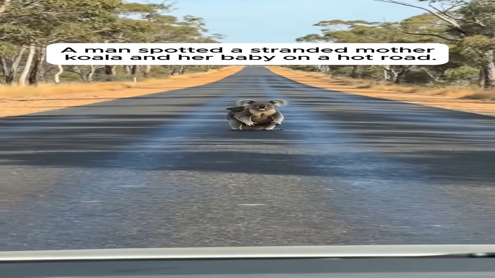 Full story: T0307021_Thirsty Mother Koala Begged His Car Window Help