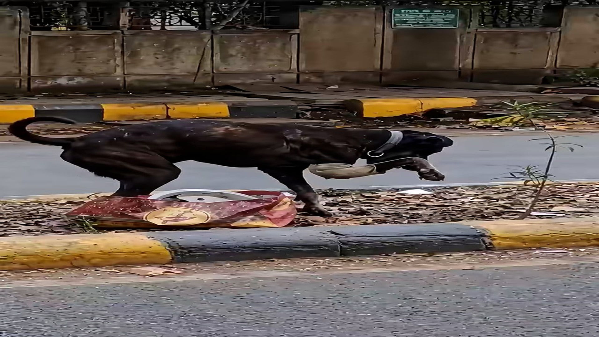 Full story: T0307022_Helpless Animal Found In A Dangerous Place
