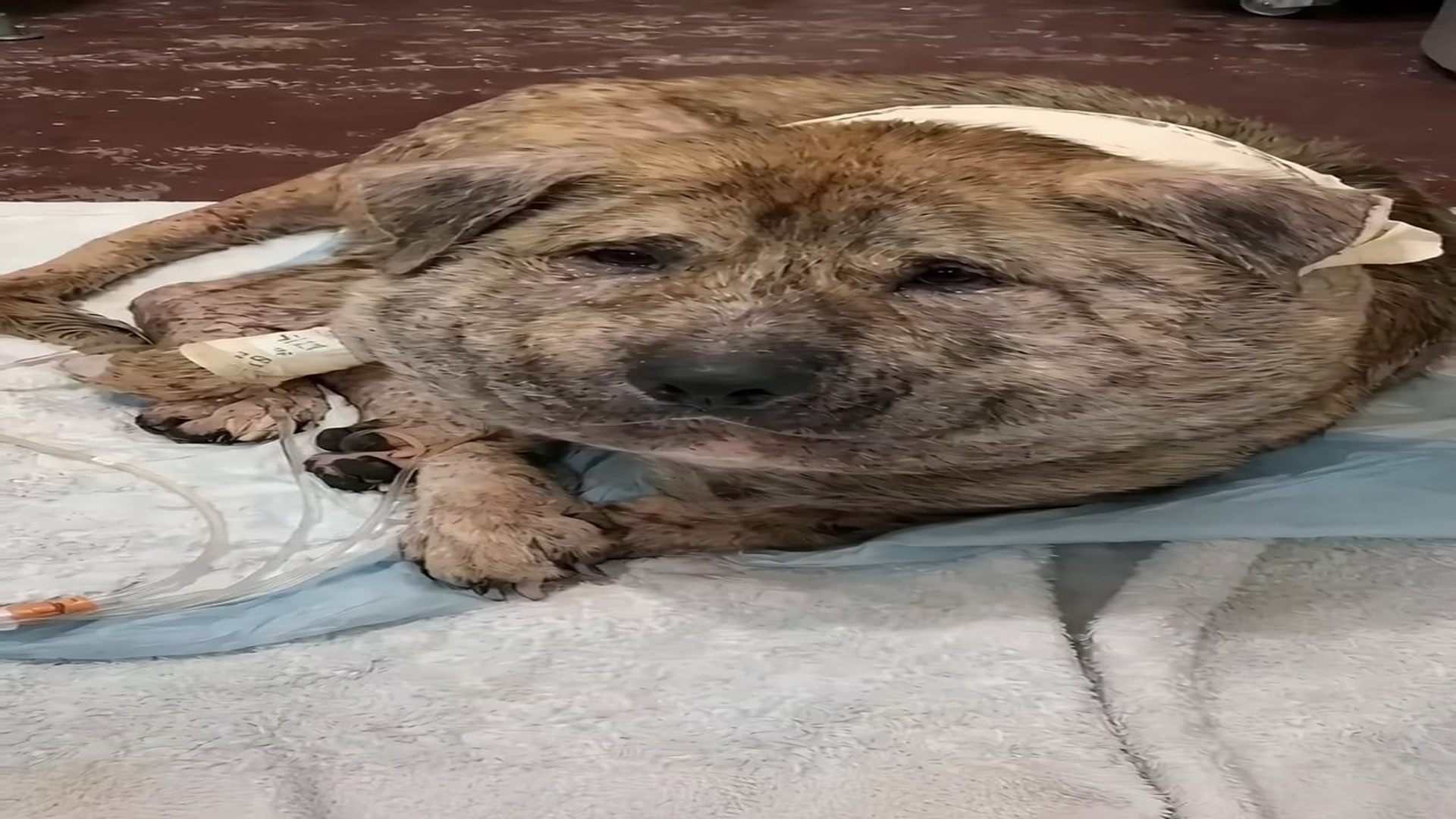 Full story: T0307023_A Helpless Animal Was Saved Before It Was Too Late