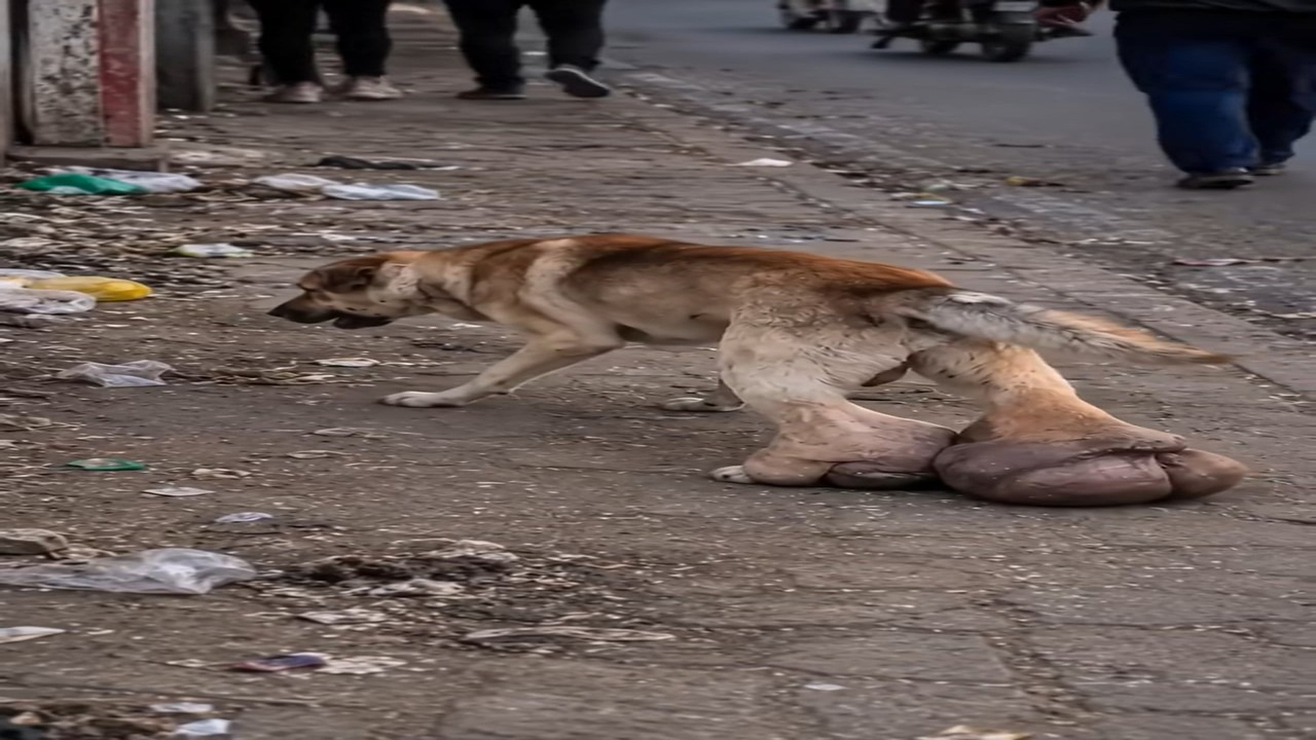 Full story: T0307024_Helpless Animal Found In A Dangerous Place