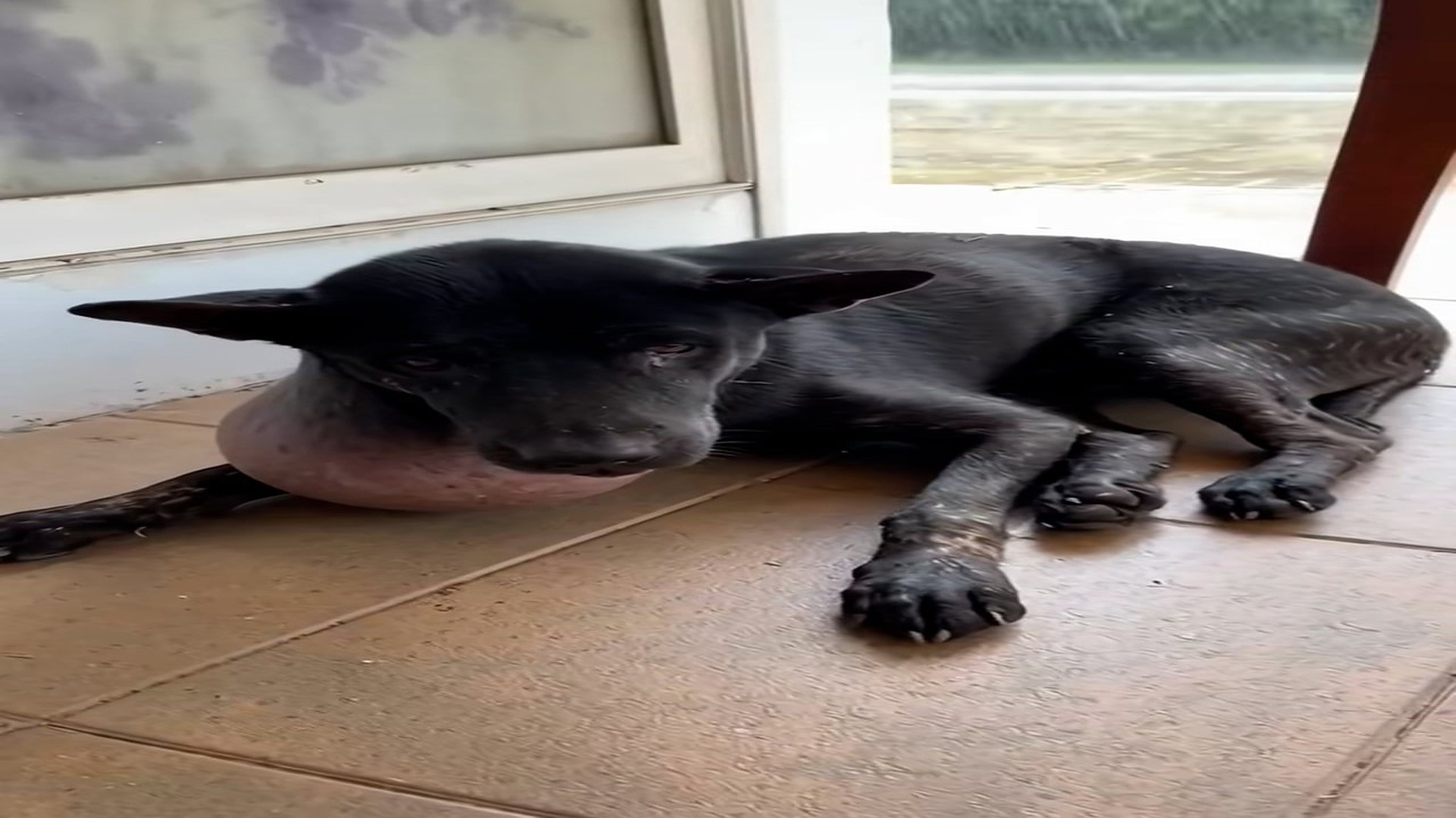Full story: T0307027_Forgotten Animal Finally Gets The Help It Needed