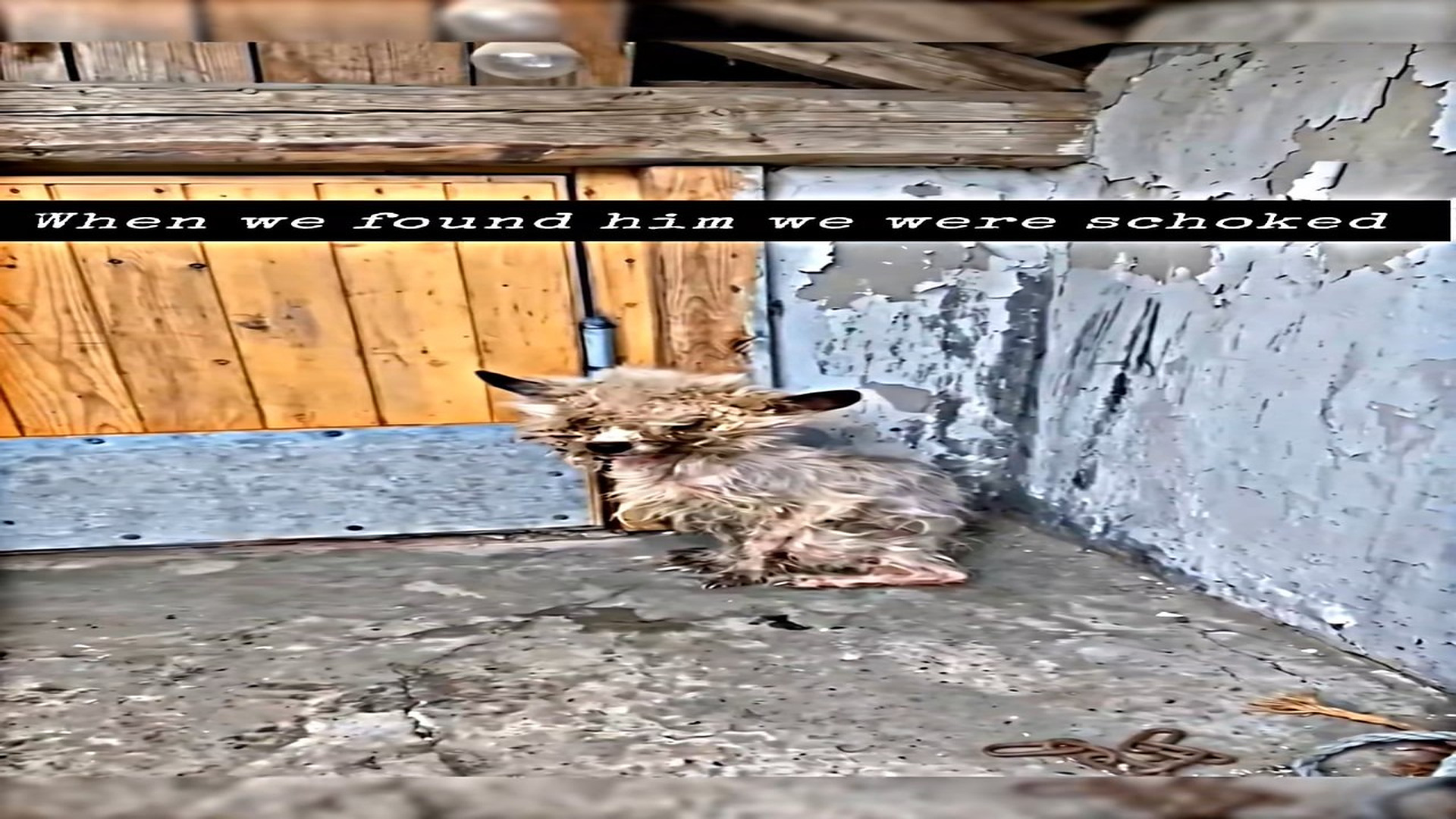 Full story: T0307028_watch until end,Found dirty sick dog abondend years he was