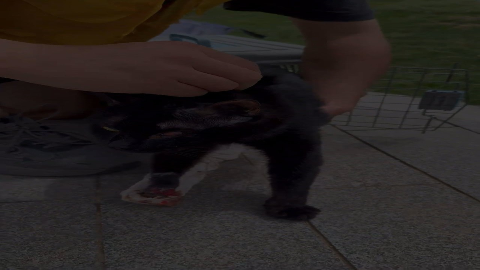 Full story: T0307030_What will happen to the two kittens with the same miserable fate