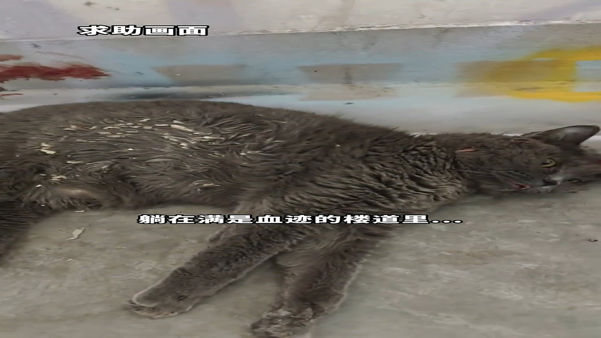 Full story: T0307031_Why do the more well-behaved cats have to suffer this kind of punishment