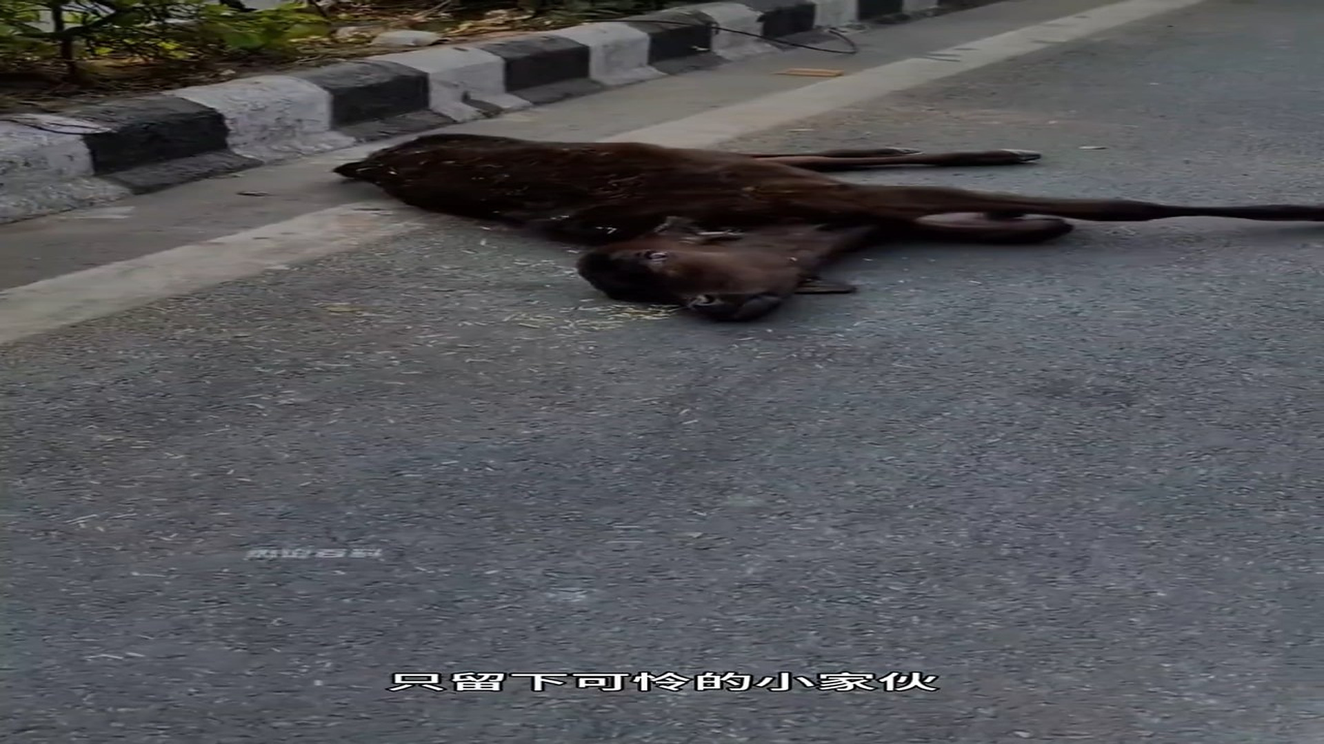 Full story: T0307037_Kind man rescues injured calf