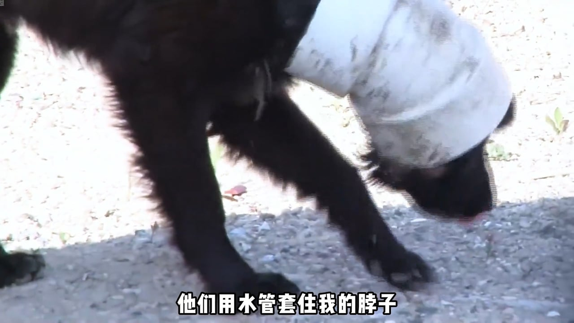 Full story: T0307040_Episode 13 Water Pipe Puppy May all the pain hidden in the darkness be cured by kindness